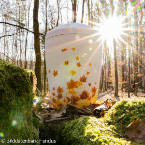 RuheForst Stiftswald Kaufungen_001